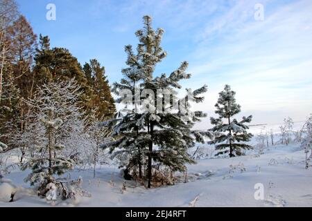 Der Rand des Winterwaldes. Nadelbäume in Silber und Grün gemalt. Klarer blauer Himmel und flauschiger Schnee. Stockfoto