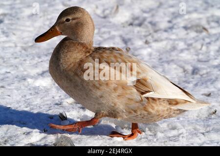 Leukistik Mallard Enten am See im Winter Stockfoto