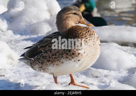 Leukistik Mallard Enten am See im Winter Stockfoto