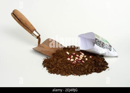 Bohnen ( Phaseolus vulgaris) Sorte Klosterfrauen, Bohnen Set, Polbohnen Stockfoto