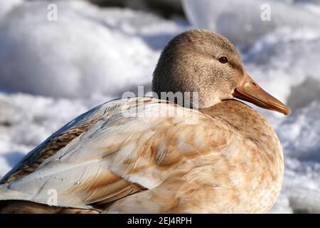 Leukistik Mallard Enten am See im Winter Stockfoto