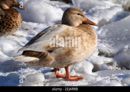 Zwei Stockenten drachen brutal kämpfen Stockfoto