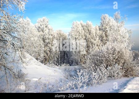 Klarer Wintertag. Klarer, frostblauer Himmel. Der Schnee funkelt auf Ästen so hell, dass er die Augen verletzt. Stockfoto