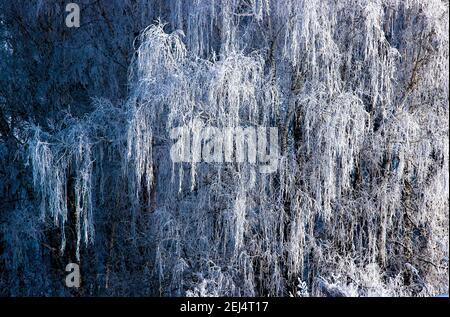 Nahaufnahme von Birkenzweigen, die unter dem Gewicht des Rauhfrosts hängen. Stockfoto