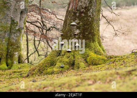 Fomes fomentarius - ein Bracketpilz bekannt als Zunder Pilz und Hufpilz - Schottland, Großbritannien Stockfoto