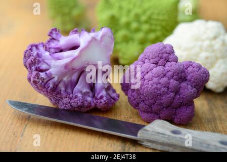 Lila Blumenkohl ( Brassica oleracea var. botrytis) mit Messer Stockfoto