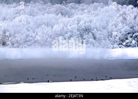 Winterlandschaft. Ein schmaler Wasserstreifen zwischen schneebedeckten Ufern. Frostbedeckte Büsche. Enten schwimmen im Wasser, kaum sichtbar im dichten Nebel. Stockfoto