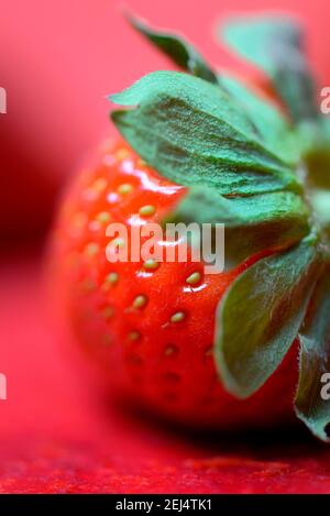 Erdbeere (Fragaria x ananassa) Stockfoto