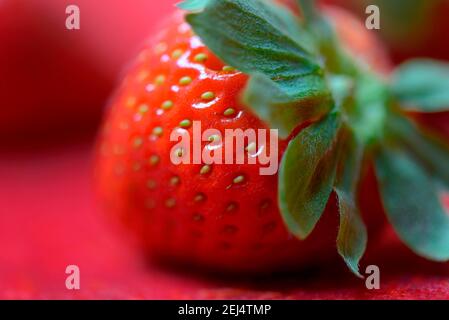 Erdbeere (Fragaria x ananassa) Stockfoto