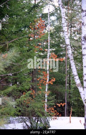 Strauch mit gelben Blättern zwischen hohen Bäumen und einigen Birken. Atemberaubende Landschaft. Stockfoto