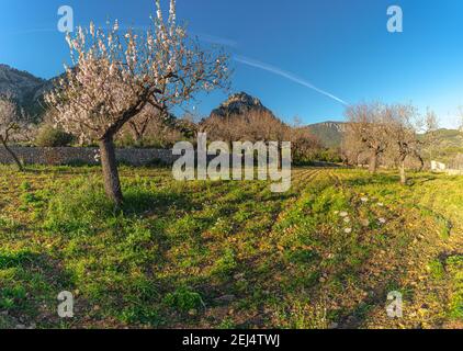 Schönes Bild von Mandelbäumen in Blüte, auf einem Bauernhof in Bunyola, Mallorca, Spanien Stockfoto