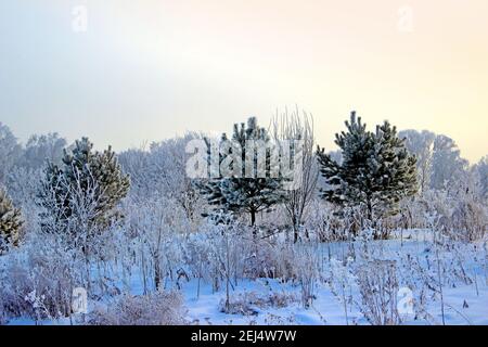 Drei kleine Kiefern umgeben von einem trockenen Gras in einem Winterhain. Über all das ist klar frostigen Himmel. Stockfoto