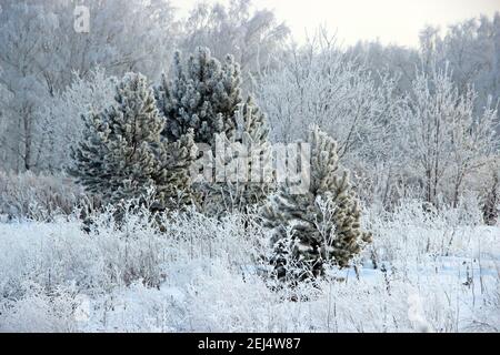 Vier kleine Kiefern umgeben von einem trockenen Gras in einem Winterhain. Über all das ist klar frostigen Himmel. Stockfoto