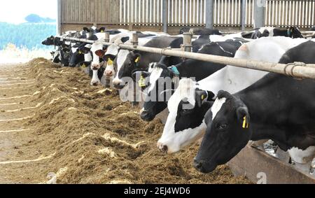 Färsen im Schaltschrankhaus Stockfoto