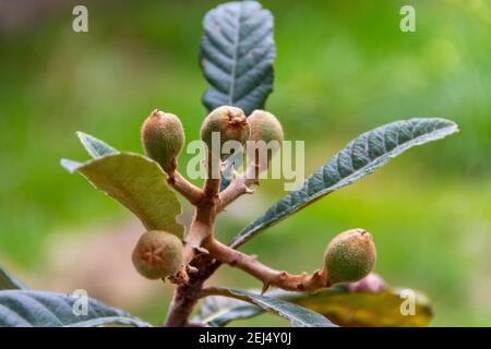 Frisch gekeimter Lakken auf dem Baum. 5 unreife Lokuppen sprießen gerade auf einem Lokatbaum. Stockfoto