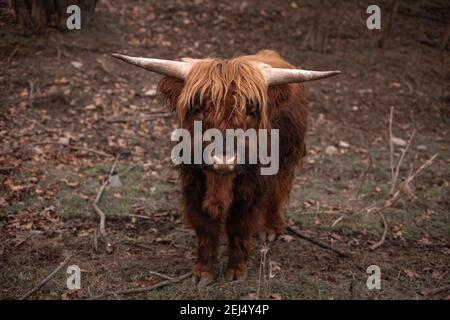 Bos mutus Verhalten auf einem Bauernhof auf ländlichen Gebieten Stockfoto