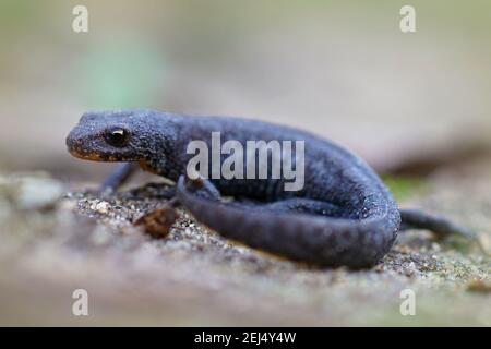 Weiche Ganzkörperaufnahme eines subadulten weiblichen Alpenmolchens, Ichthyosaura alpestris, in terrestrischer Phase Stockfoto