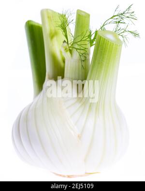 Fenchel als Ganzes Stockfoto