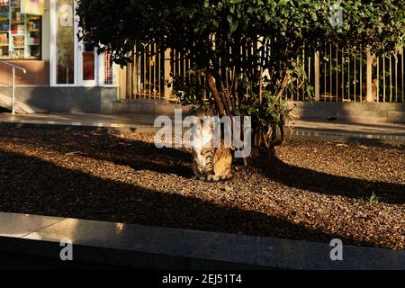 Streunende Katze sitzt unter einem Baum in der Morgensonne An einer Stadtstraße Stockfoto