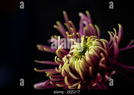 Ein Makrofoto einer lila und grünen Spinnenmom (Chrysanthemum x morifolium) auf einem schlichten schwarzen Hintergrund. Stockfoto