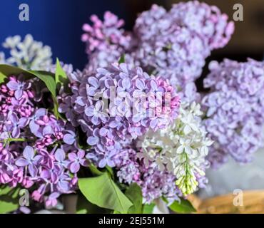 Echte erstaunliche frische Bouquet von Frühling weich lila Flieder für Gute Laune Stockfoto