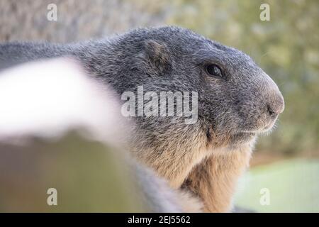 Marmotta marmotte marmota marmot alpi Stockfoto
