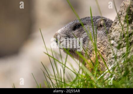 Marmotta marmotte marmota marmot alpi Stockfoto