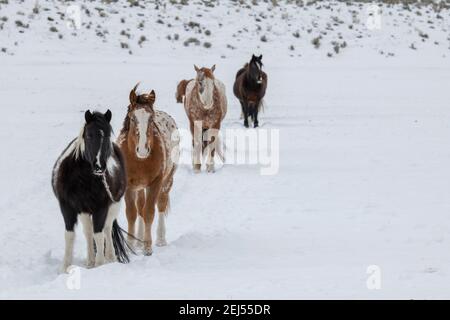 USA, Montana, Gardiner. Gemischte Herde von Appaloosa, Quarter Horse und Paint Horses im Winterschnee. Stockfoto