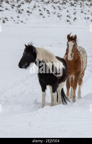 USA, Montana, Gardiner. Gemischte Herde von Appaloosa, Quarter Horse und Paint Horses im Winterschnee. Stockfoto