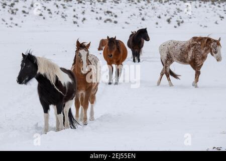 USA, Montana, Gardiner. Gemischte Herde von Appaloosa, Quarter Horse und Paint Horses im Winterschnee. Stockfoto