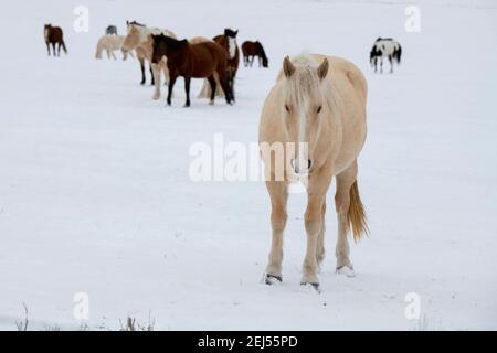 USA, Montana, Gardiner. Pferde mit Wintermänteln im Schnee. Stockfoto