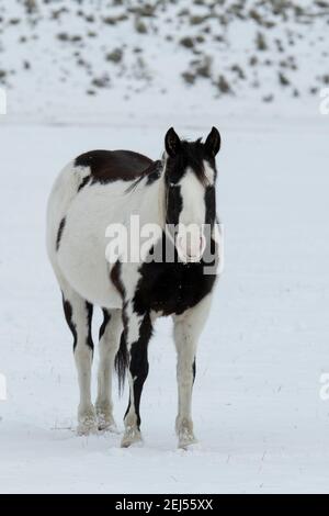 USA, Montana, Gardiner. Schwarz-weiß lackieren Pferd mit zotteligen Wintermantel im Schnee. Stockfoto