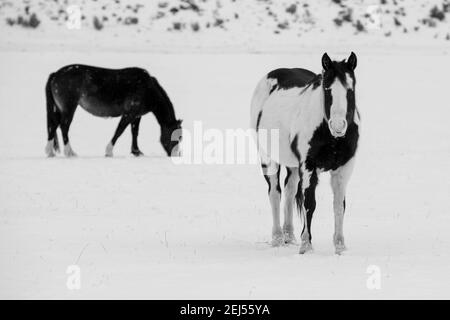 USA, Montana, Gardiner. Schwarz-weiß lackieren Pferd mit zotteligen Wintermantel im Schnee. S/W Stockfoto
