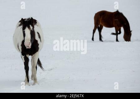 USA, Montana, Gardiner. Schwarz-weiß lackieren Pferd mit zotteligen Wintermantel im Schnee. Stockfoto