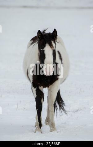 USA, Montana, Gardiner. Schwarz-weiß lackieren Pferd mit zotteligen Wintermantel im Schnee. Stockfoto