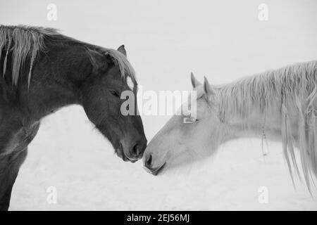 USA, Montana, Gardiner. Palamino und Sauerampfer mit zotteligem Wintermantel, Nase an Nase. Stockfoto