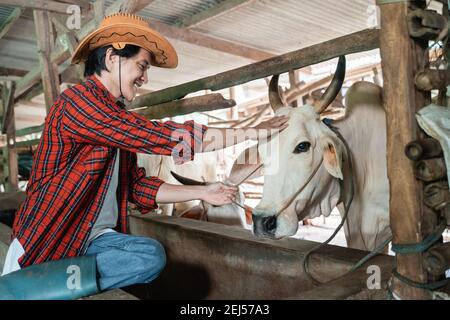 Cowboy Mann lächelt in Cowboy Hut, während streichelt Kuhkopf Im Hintergrund der Kuhstall Stockfoto