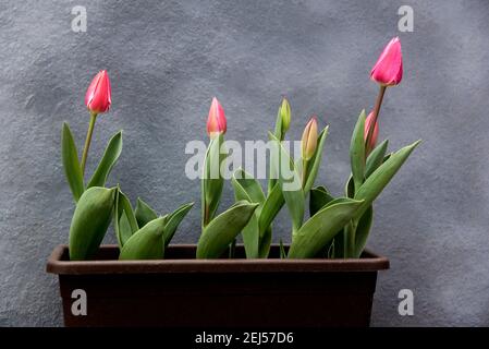 Rosa elegante Tulpen auf Pflanzgefäß Stockfoto