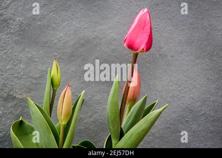 Rosa elegante Tulpen auf Pflanzgefäß Stockfoto