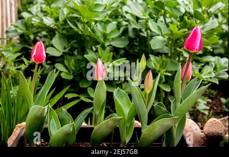 Rosa elegante Tulpen im Garten auf grünem Hintergrund Stockfoto