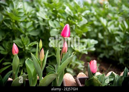 Rosa elegante Tulpen im Garten auf grünem Hintergrund Stockfoto