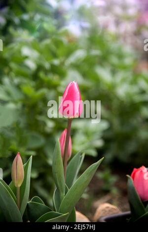 Rosa elegante Tulpen im Garten auf grünem Hintergrund Stockfoto
