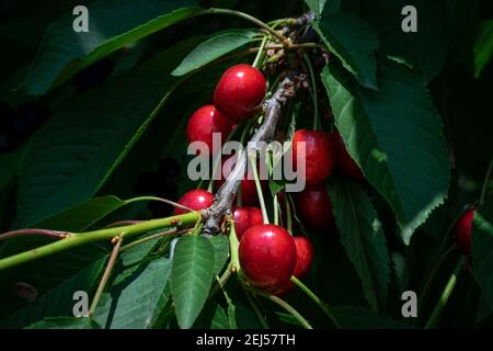 Reife, rote Kirschen auf dem von der Sonne erleuchteten Baum. Rote Kirschen Hintergrund. Stockfoto