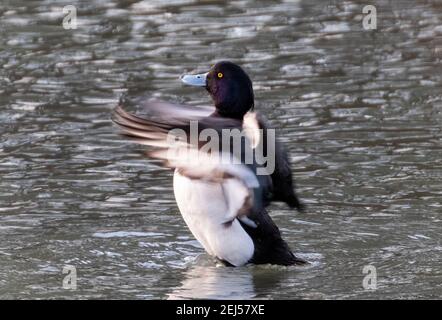 GoldenEye Drake (Bucephala clangula) streckt seine Flügel, West Lothian. Stockfoto