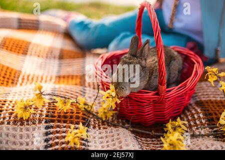Osterhase sitzt in einem Korb aus Korbholz und schnüffelt Forsythia Blumen. Picknick im Freien. Postkarte Stockfoto