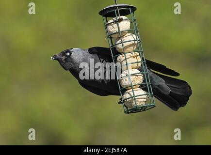 Eurasian Jackdaw (Corvus monedula spermologus) Erwachsene Fütterung an Fettballfutter Eccles-on-Sea, Norfolk, Großbritannien Mai Stockfoto