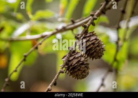 Erlenzapfen, Canaston Woods, Pembrokeshire Stockfoto