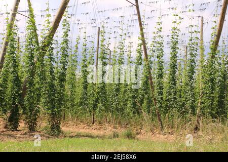 Impressionen aus Bad Gögging in Niederbayern Stockfoto