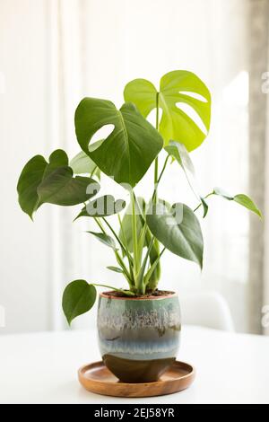 Monstera Pflanze in einem brillanten und hübschen Topf über einem weißen Tisch eingegossen. Stockfoto