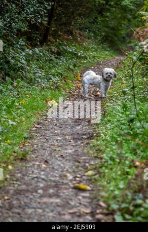 Cockaoo auf einem Pfad, Canaston Wood, Pembrokeshire Stockfoto